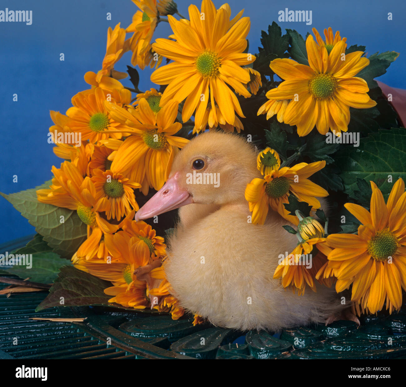 Muscovey Entlein sitzen im gelben Daises Stockfoto