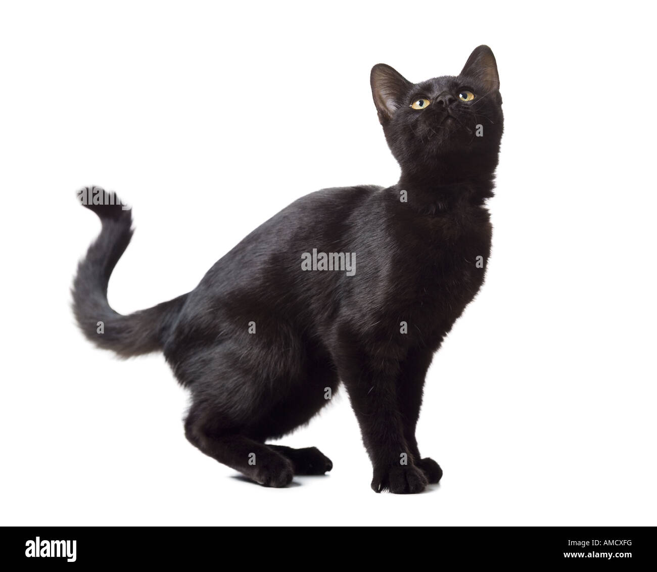 Schwarzes Kätzchen Stockfoto