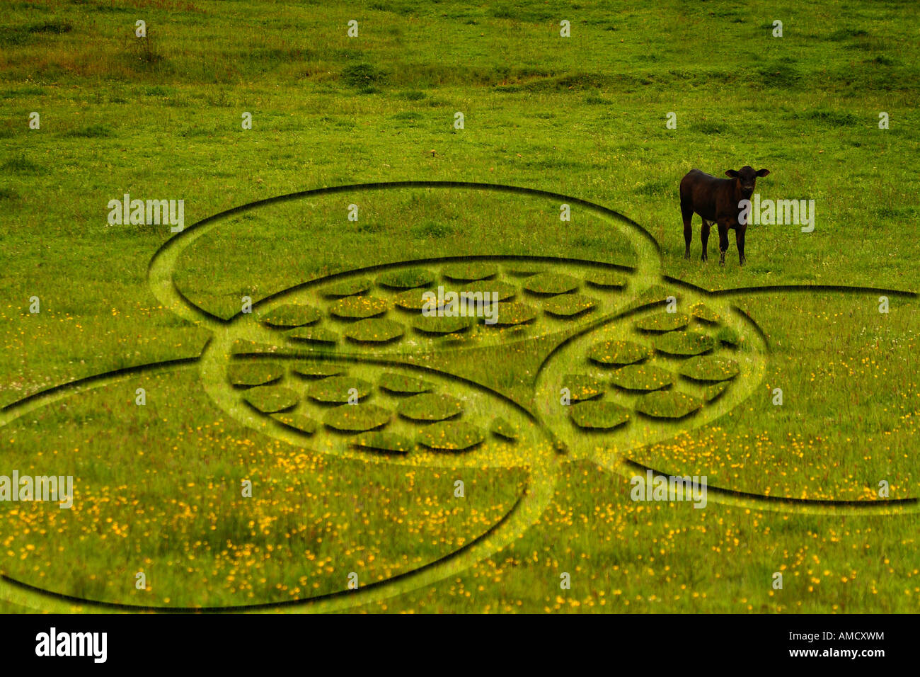 Crop Circle Stockfoto