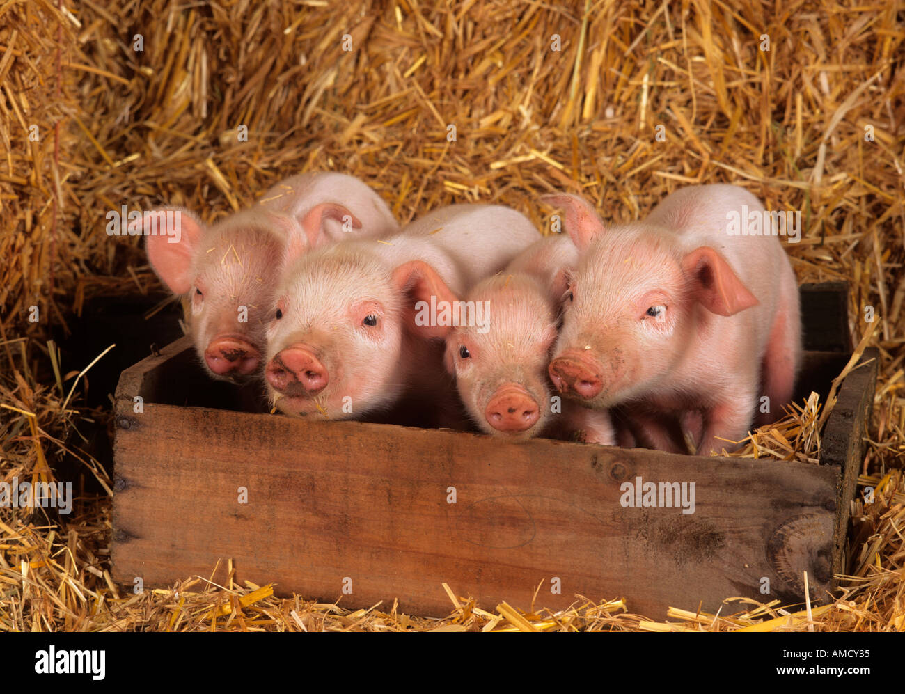 Ein Wurf großer weißer Hybridfferkel auf Buckinghamshire Small Holding Stockfoto