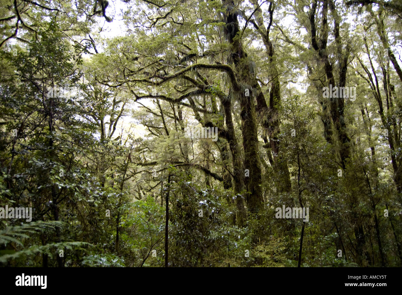 Bäume in Moosen und Flechten Milford Sound New Zealand gehüllt Stockfoto