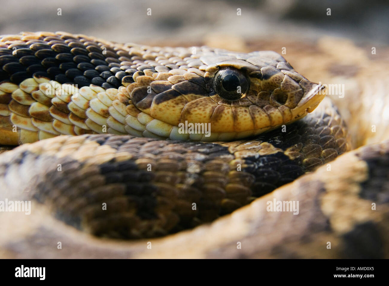 Gewickelte Hognosed Schlange Stockfoto