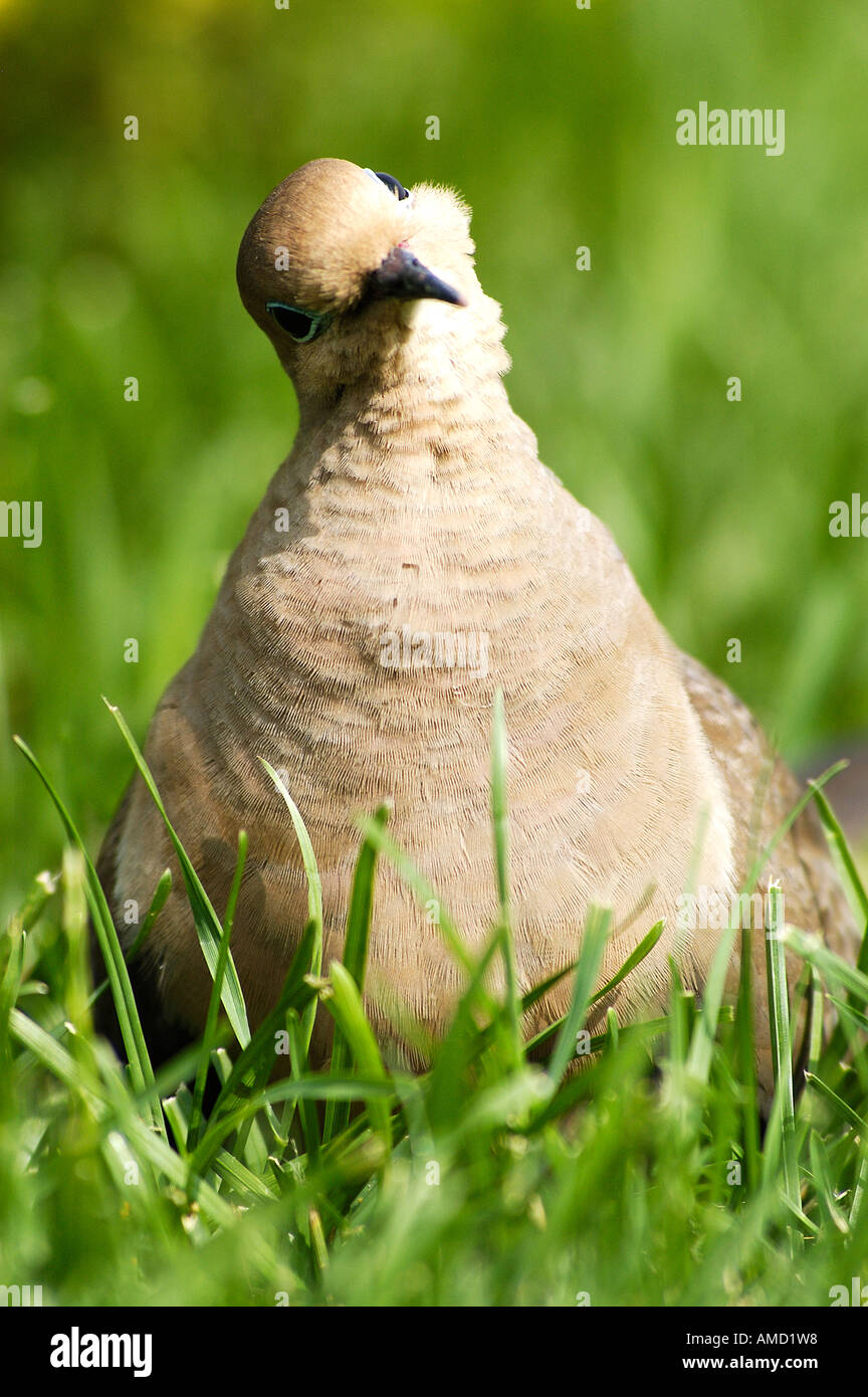 Mourning Dove Zenaida Macroura Gras sitzen Stockfoto
