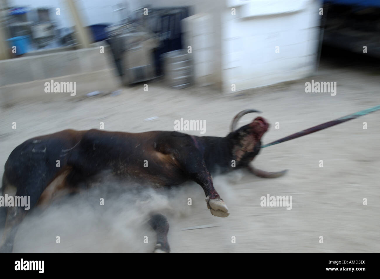 Die Entsorgung von einem Stier nach einem Stierkampf in Spanien. Stockfoto