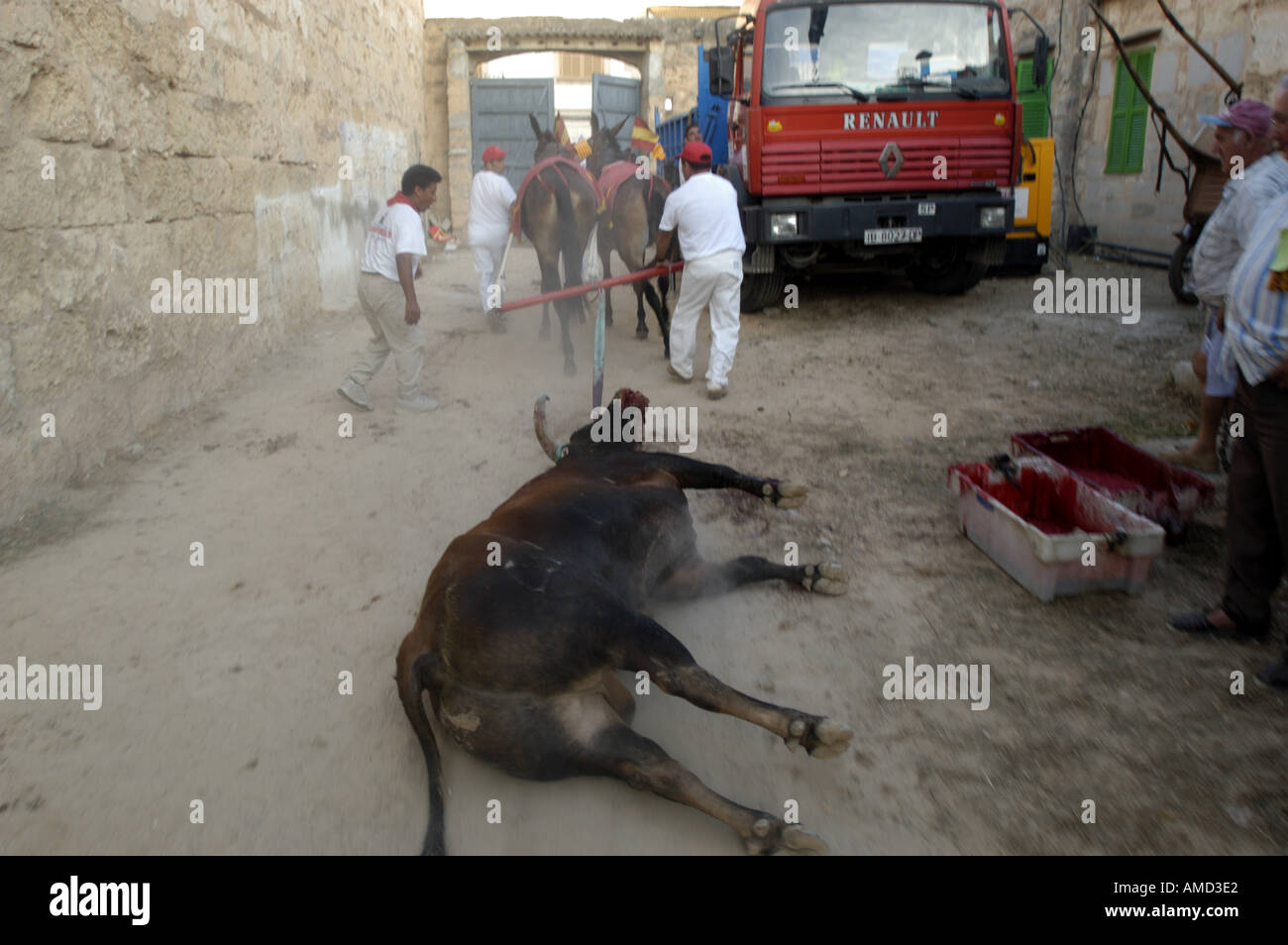 Die Entsorgung von einem Stier nach einem Stierkampf in Spanien. Stockfoto