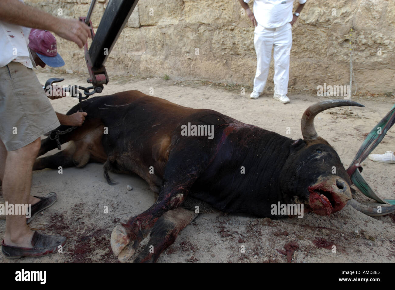 Die Entsorgung von einem Stier nach einem Stierkampf in Spanien. Stockfoto