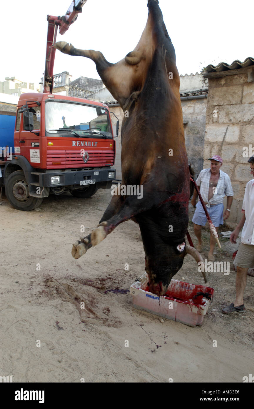 Die Entsorgung von einem Stier nach einem Stierkampf in Spanien. Stockfoto