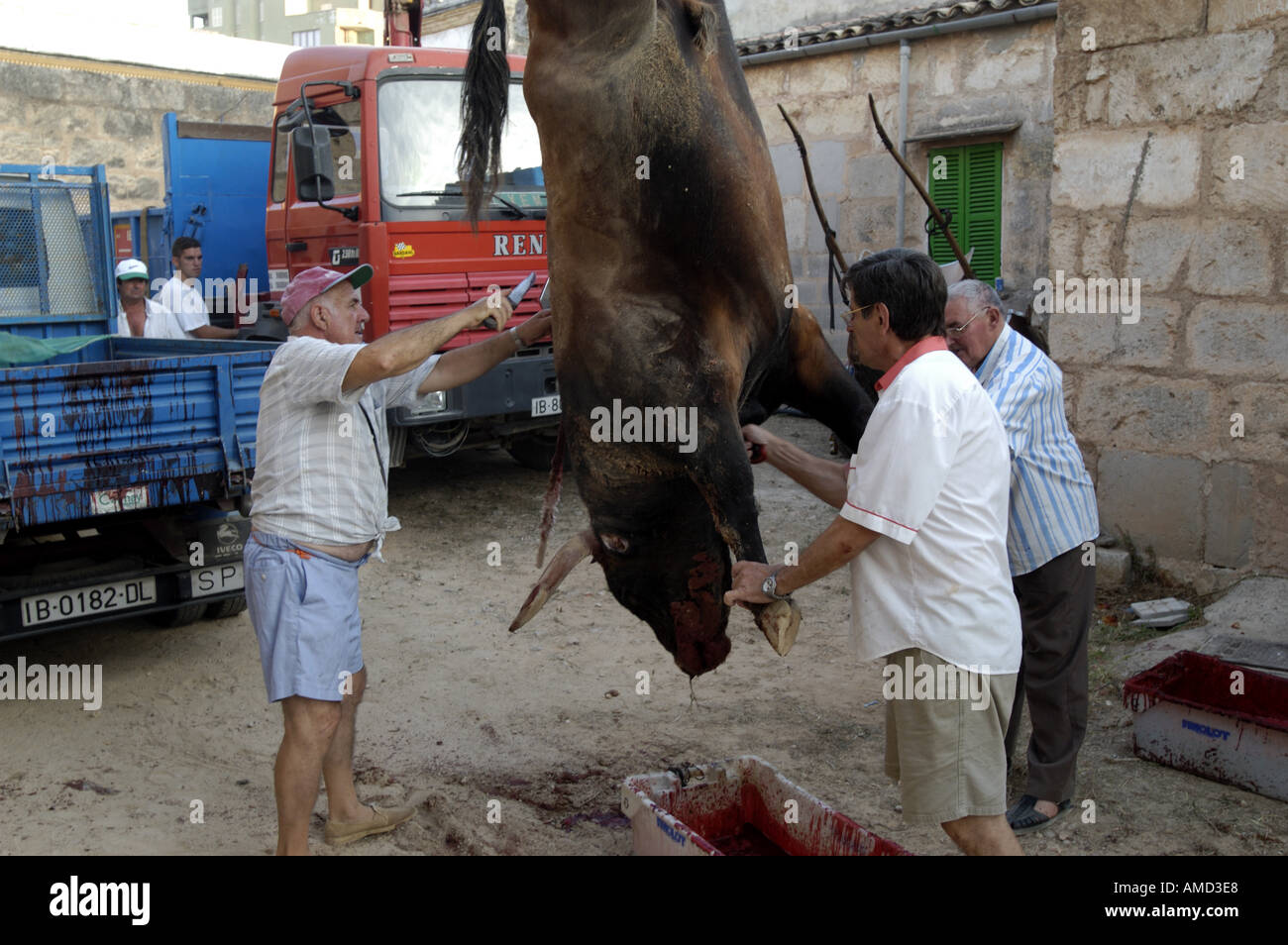 Die Entsorgung von einem Stier nach einem Stierkampf in Spanien. Stockfoto