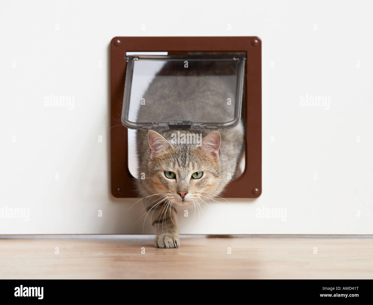 Hauskatze. Eine Erwachsene Katze, die durch eine Katzenklappe ausläuft. Deutschland Stockfoto
