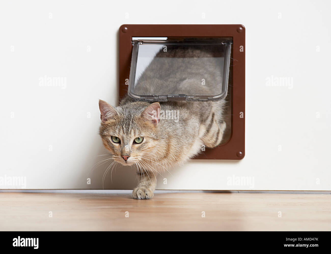 Hauskatze. Eine Erwachsene Katze, die durch eine Katzenklappe ausläuft. Deutschland Stockfoto
