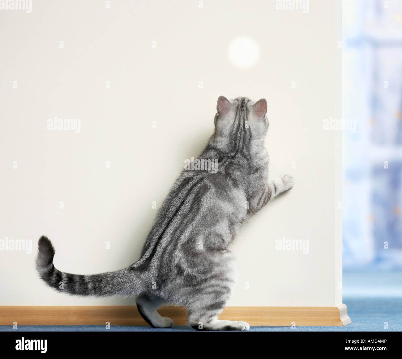 Britisch Kurzhaar Katze jagt ein Lichtfleck Stockfoto