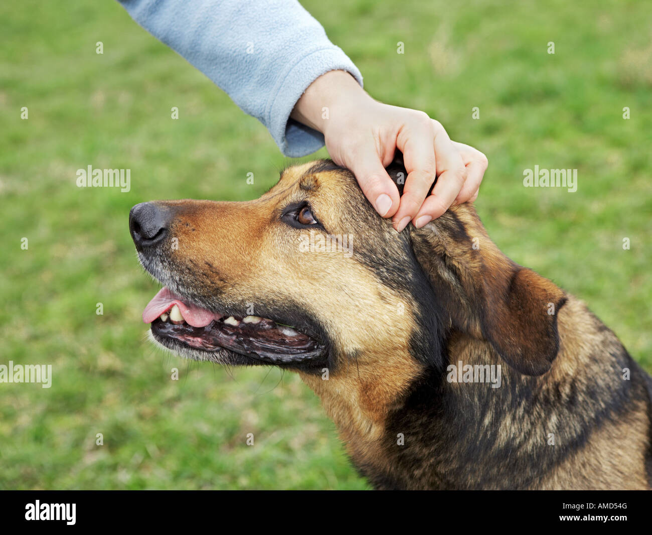 halbe Rasse Hund Beeing kroch Stockfoto