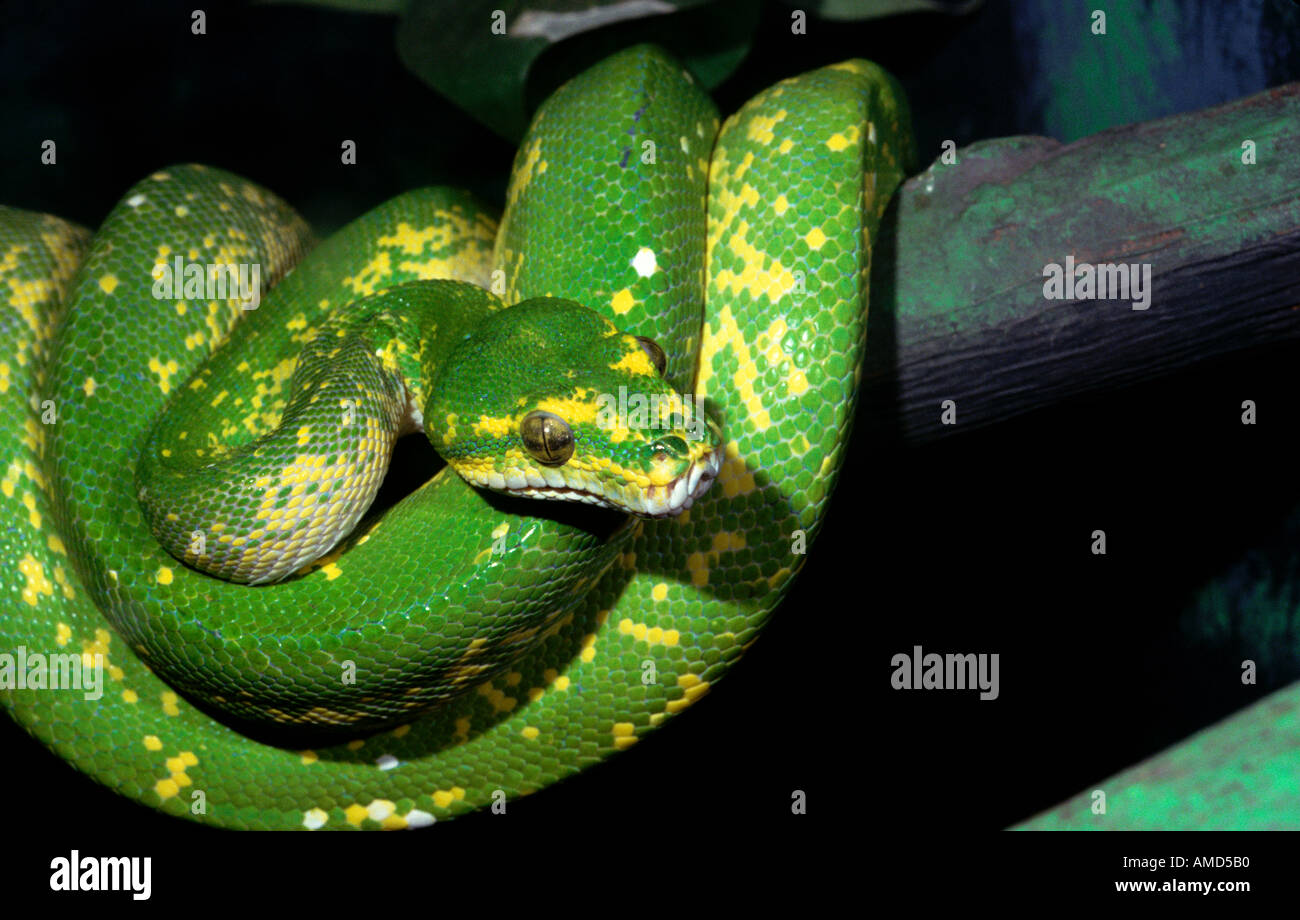 Green Tree Python Morelia viridis Stockfoto