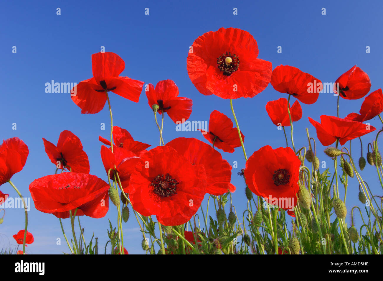 Mohn, Bayern, Deutschland Stockfoto