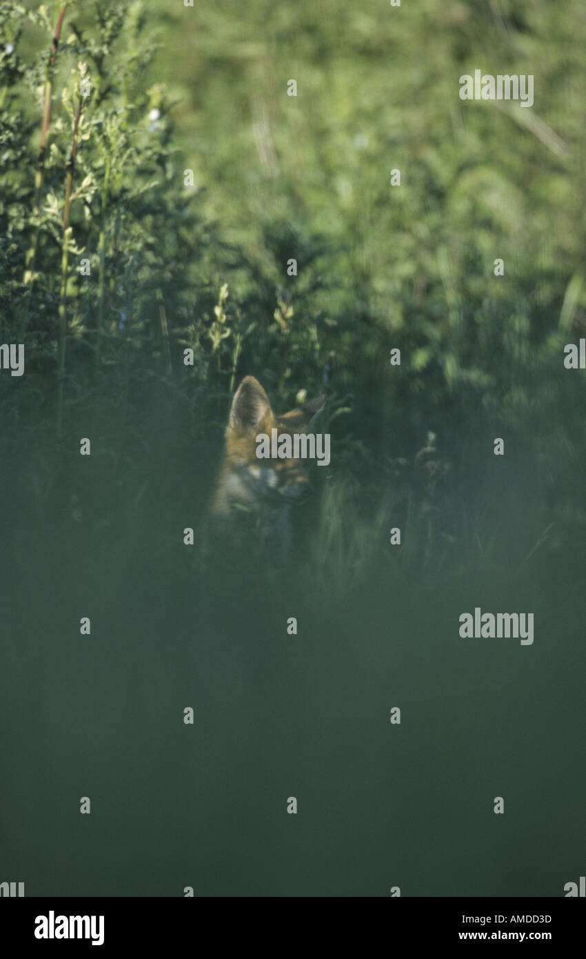 RED FOX CUB SCHLAFEN HINTER LANGEN GRASS UK Stockfoto