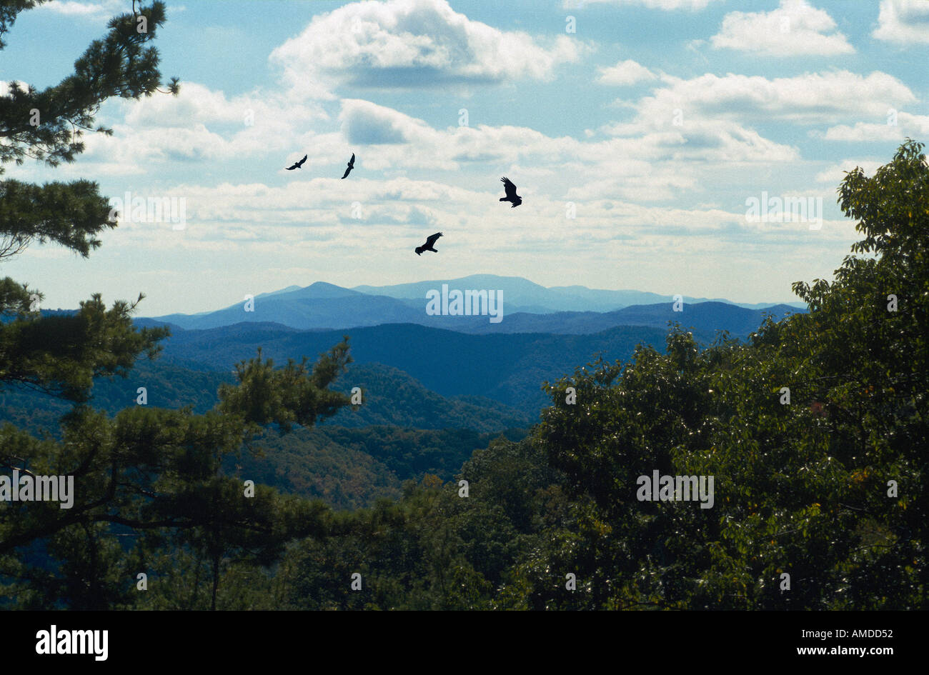 Blue Ridge Mountains mit Geier Stockfoto
