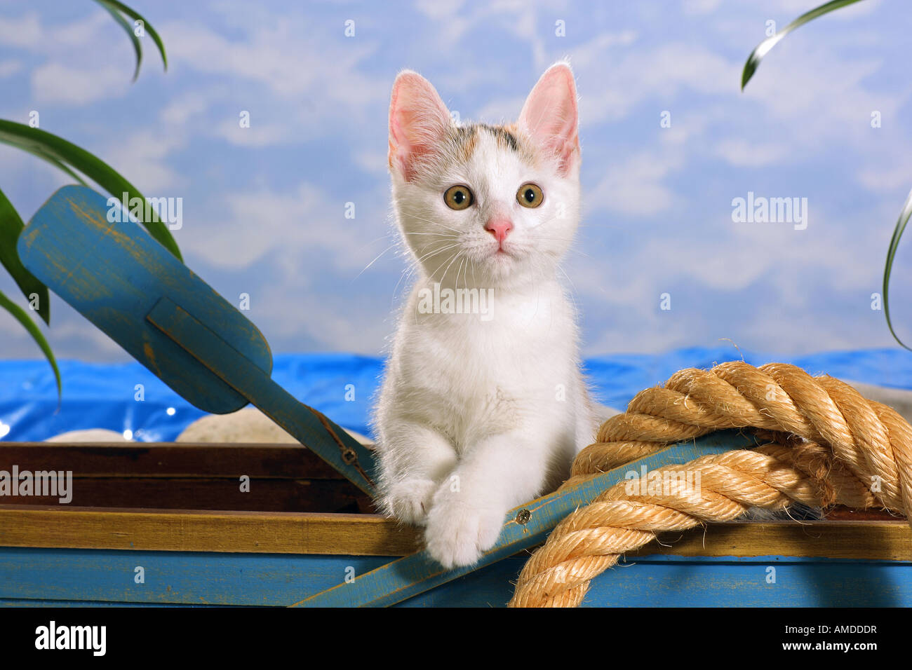 Hauskatze - Kätzchen im Boot Stockfoto
