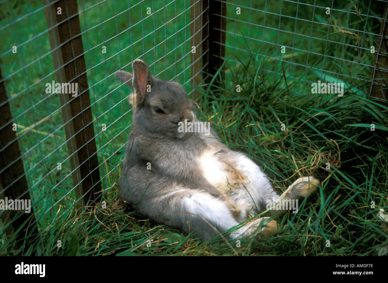 Einen komischen grauen und weißen Hauskaninchen erholend in einen Kaninchenstall Stockfoto