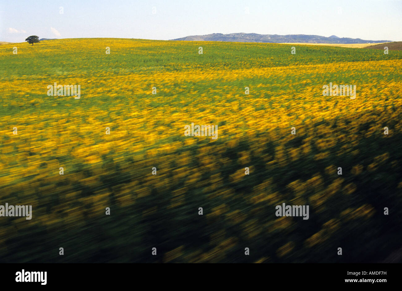 Sonnenblumen von Al Andalus Express Zug Andalusien Spanien gesehen Stockfoto