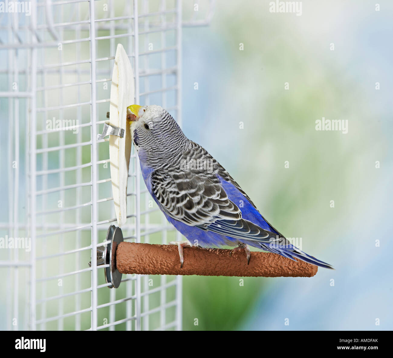 Wellensittich, Wellensittich (Melopsittacus Undulatus) Essen Tintenfisch Knochen Stockfoto