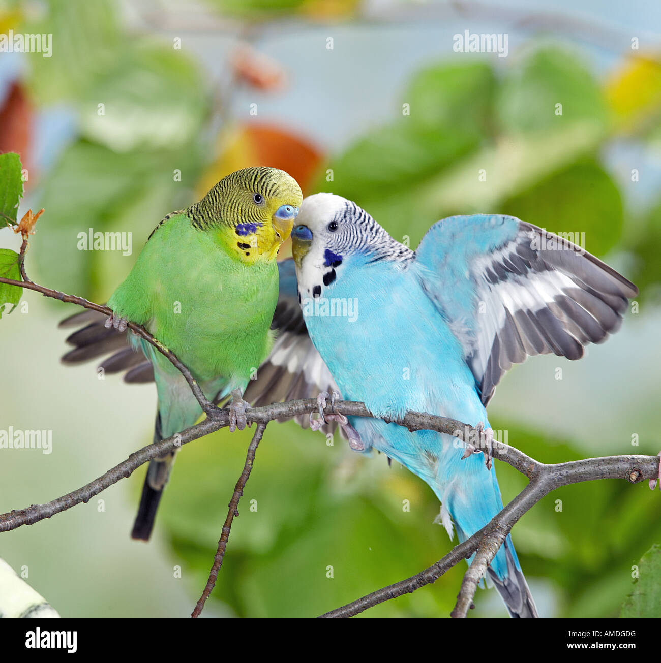 Wellensittich, Wellensittich (Melopsittacus Undulatus). Zwei Vögel auf einem Zweig, spielen Stockfoto