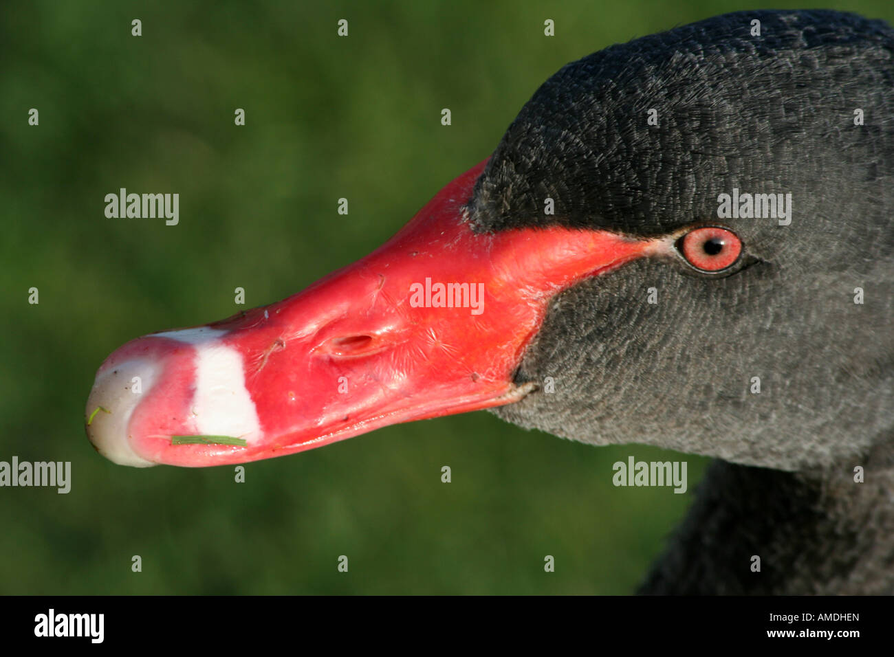 Black Swan 2 Stockfoto