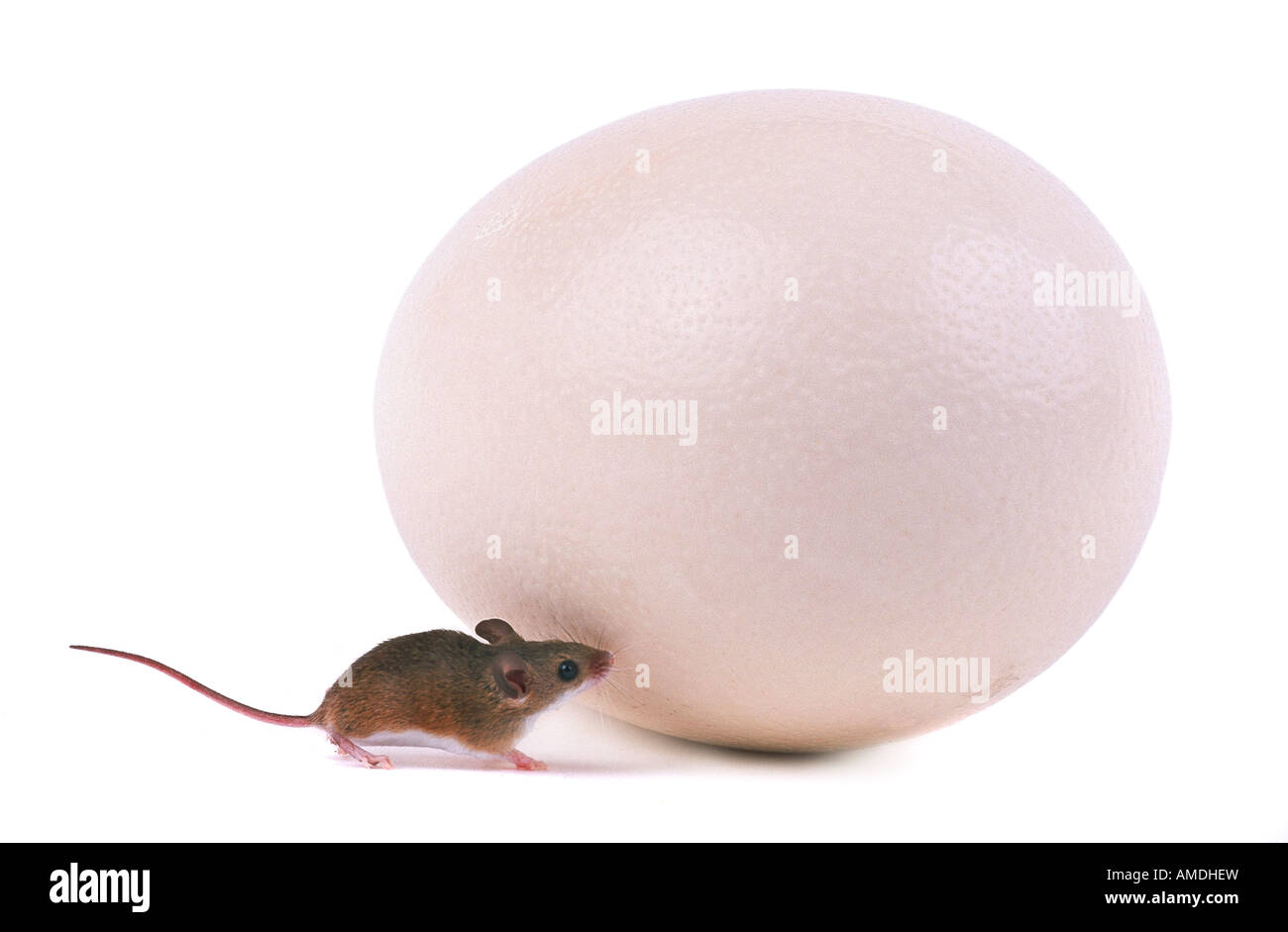 Zwerg-Maus vor Eiern Stockfoto