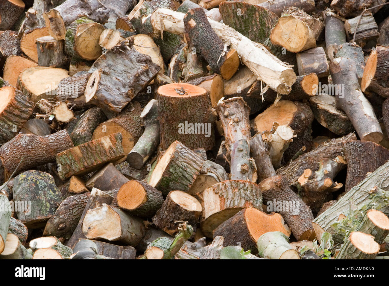 Große Haufen von gehackten Eichenstämme und andere Brennholz Stockfoto
