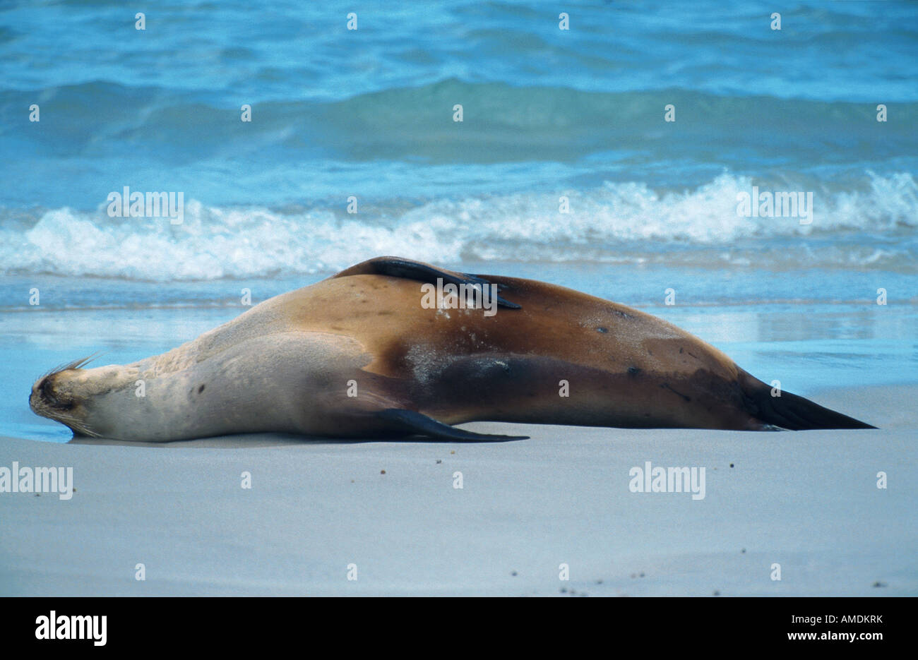 Australischer Seelöwe Neophoca Cinerea liegen am Strand schlafen Kangaroo Island Stockfoto