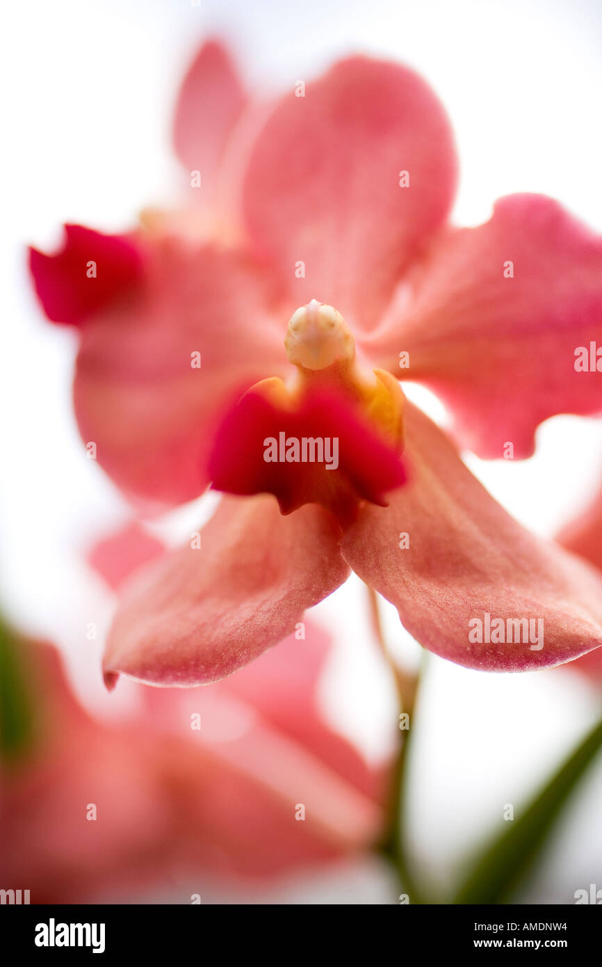 Orchideen wachsen aufgrund des Palau Pacific Resort Palau Republik Palau Stockfoto