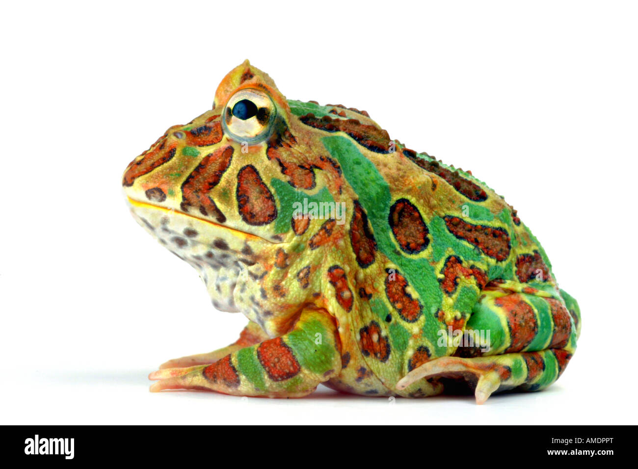 argentinische gehörnten Frosch Pacman Frog Ceratophrys Ornata geschnitten Stockfoto