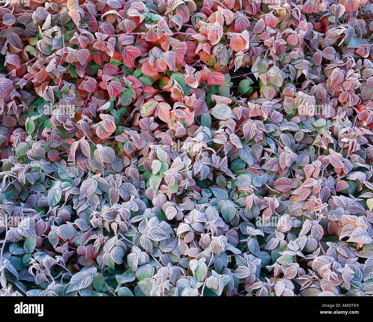 Frost auf Himbeer Blätter Lynde Ufer Conservation Area Ontario, Kanada Stockfoto
