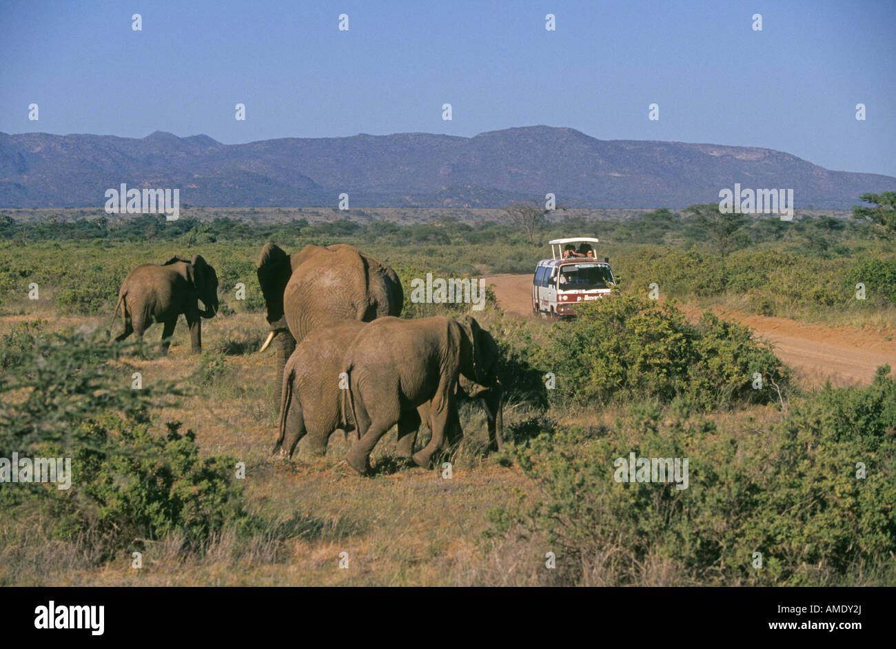 Ein Minivan mit Besuchern auf Safari Flecken eine Herde Elefanten in Samburu National Spiel Refuge in Kenia Stockfoto