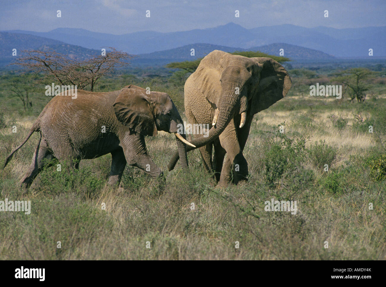 Elefant Afrika Ostafrika Kenia A Mutter und ihr junges Baby in der Akazien-Bürste Samburu National Spiel Refuge in Kenia Stockfoto