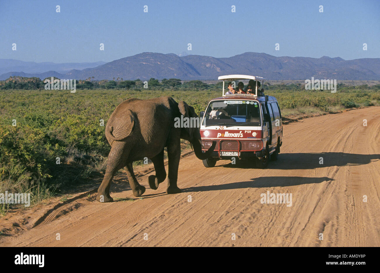 Ein Minivan, gefüllt mit Menschen auf Safari haben einen Kopf auf spuckte auf den Boden mit einem jungen Elefanten in Samburu National Spiel Refuge Stockfoto