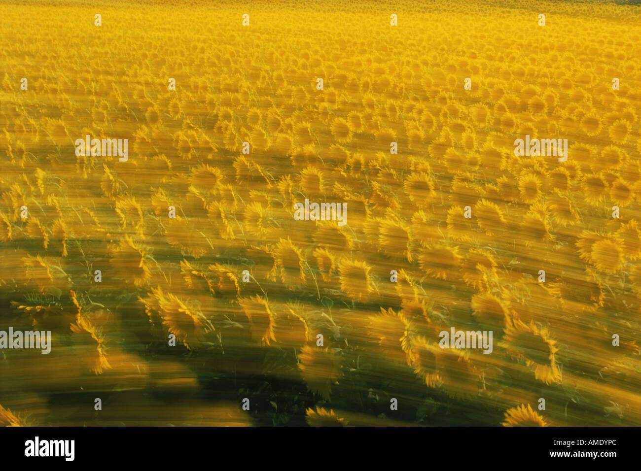 Schwachem Licht anzünden Meer von goldenen Sonnenblumen Stockfoto