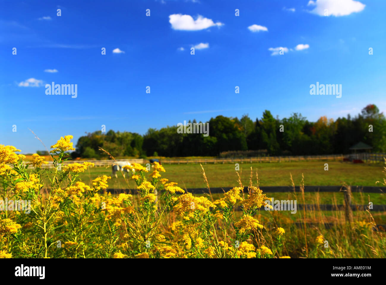 Ländliche Sommerlandschaft mit blühende Ambrosia im Vordergrund Stockfoto