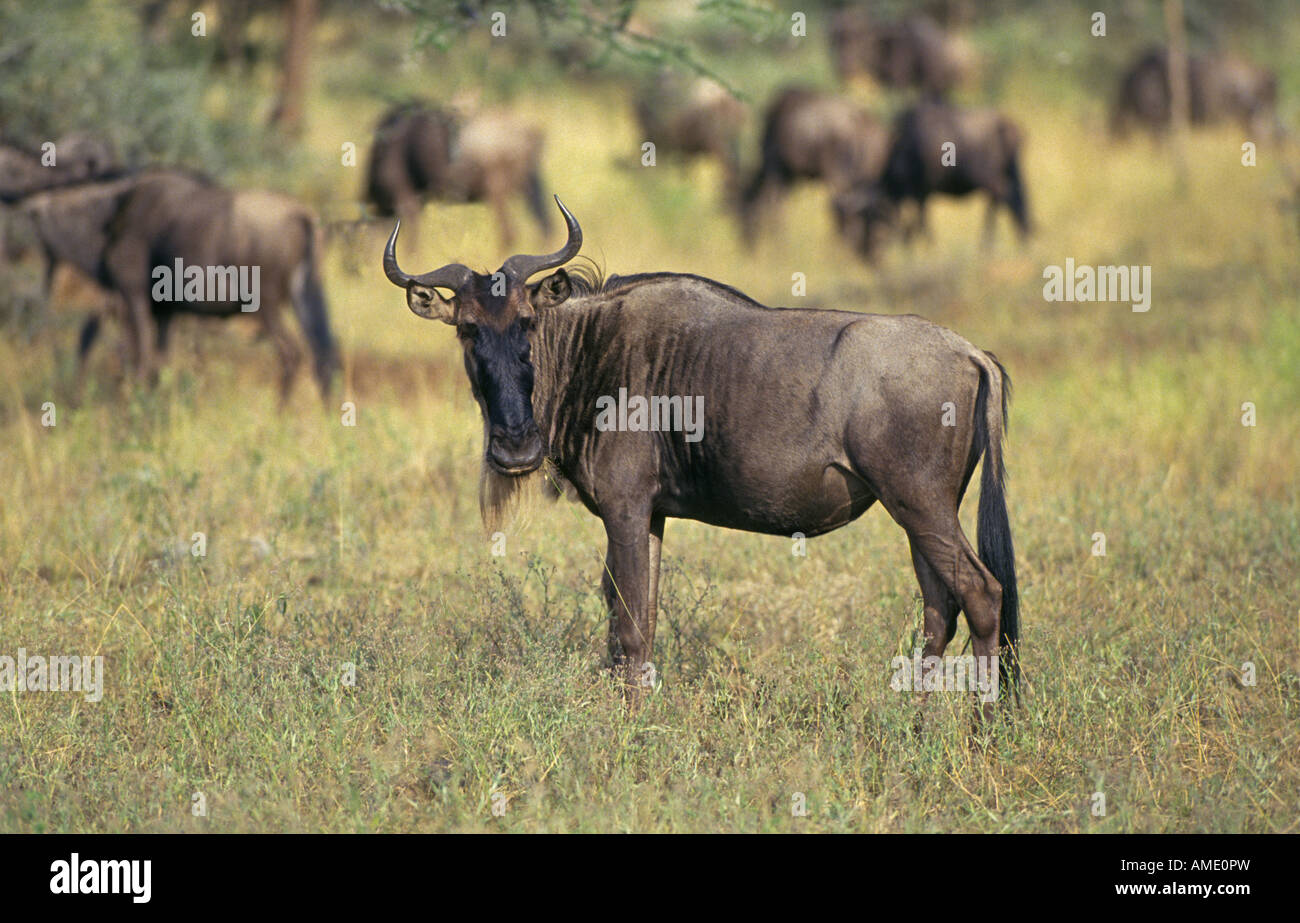 Ein Gnu oder blaue Gnus Connochaetes Taurinus auf eine jährliche Migration in der Serengeti National Park Stockfoto