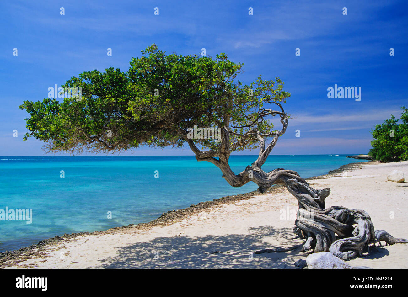 Eagle Beach, Aruba, kleine Antillen, Caribbean Stockfoto