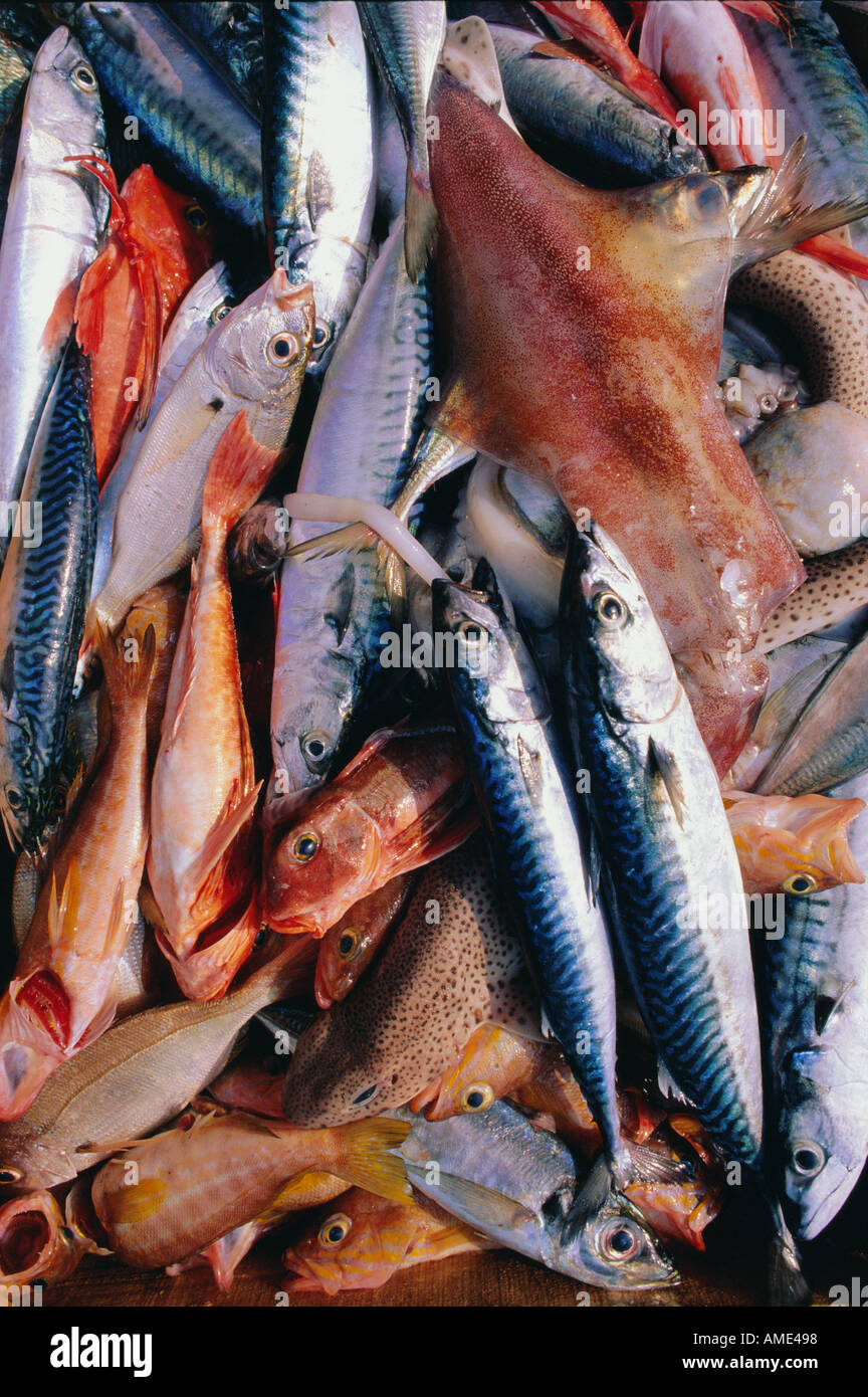 Küstenfischerei Meeresfrüchte Ernte Makrele Rotbarbe Tintenfisch etc. Castro Urdiales Kantabrien Spanien Stockfoto