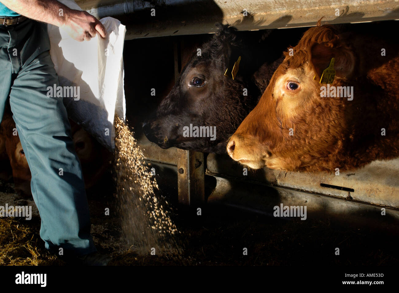 Teil einer Limousin Mutterkuhhaltung Rindfleisch Herde gefüttert mit Ohr Tags Teil der Rinder Pass Regelung Wales UK GB am Bauernhof nr Whitland Stockfoto