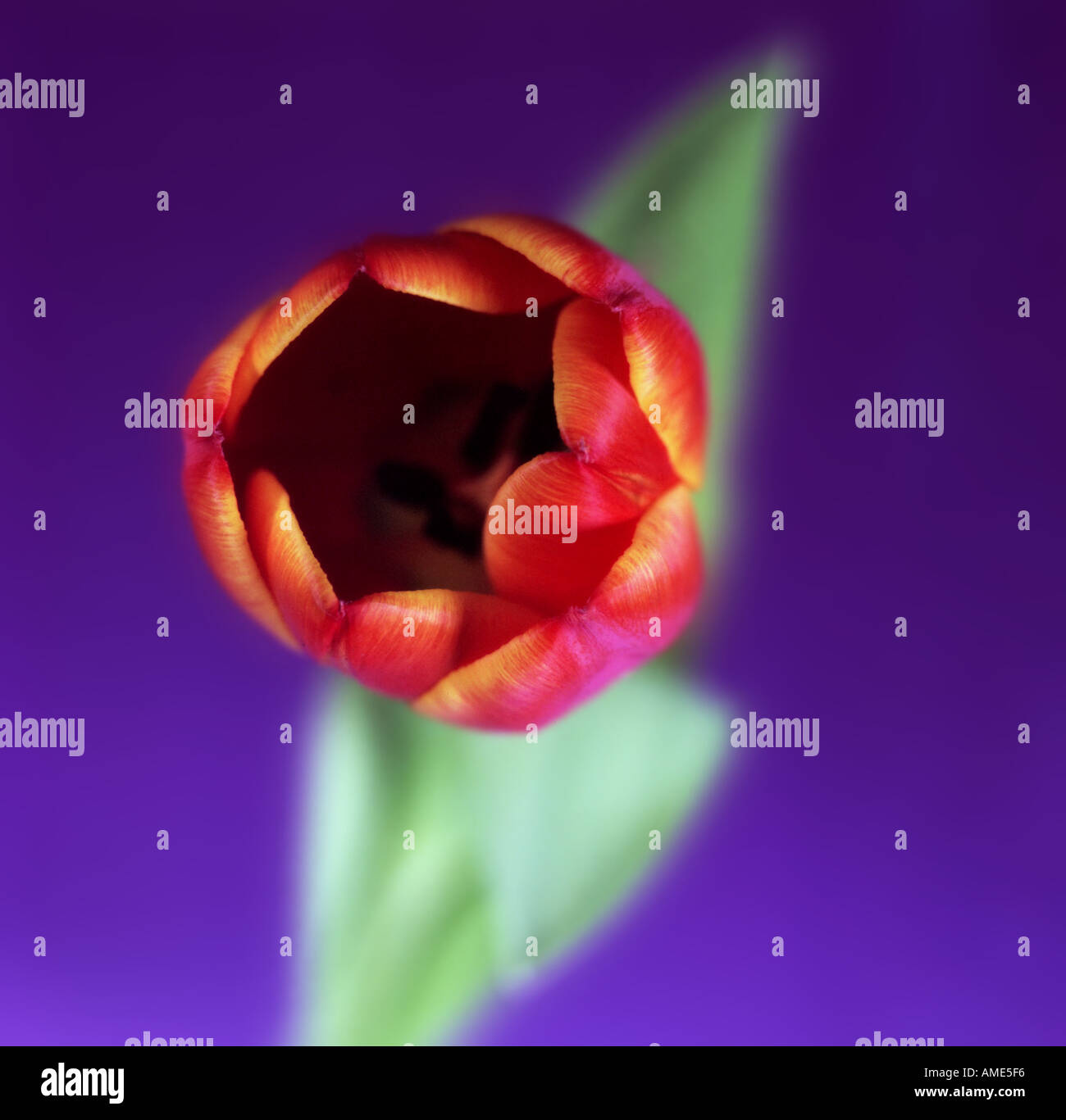 Nahaufnahme einer Tulpe Stockfoto