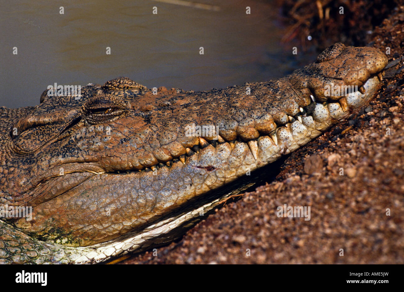 Salzwasserkrokodile, Australien Stockfoto