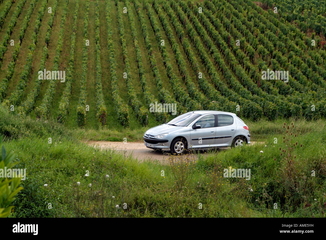Autofahren in Frankreich A Weinberg in Côte de Beaune Weinregion Frankreich Stockfoto