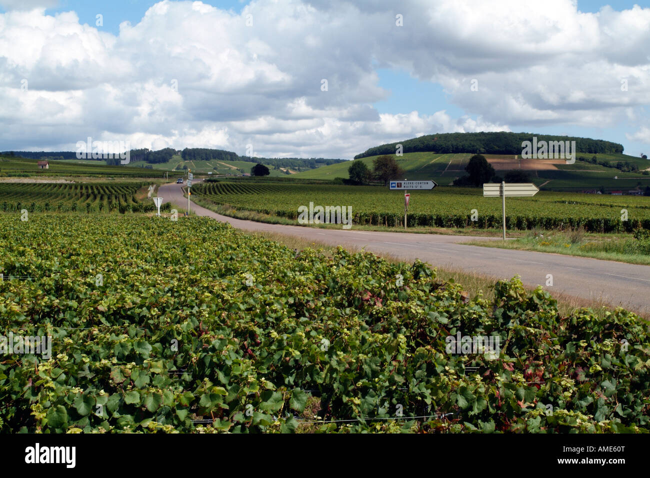 Reben und die Hügel von Corton an Aloxe Corton in Côte de Beaune Weinregion Frankreich Stockfoto