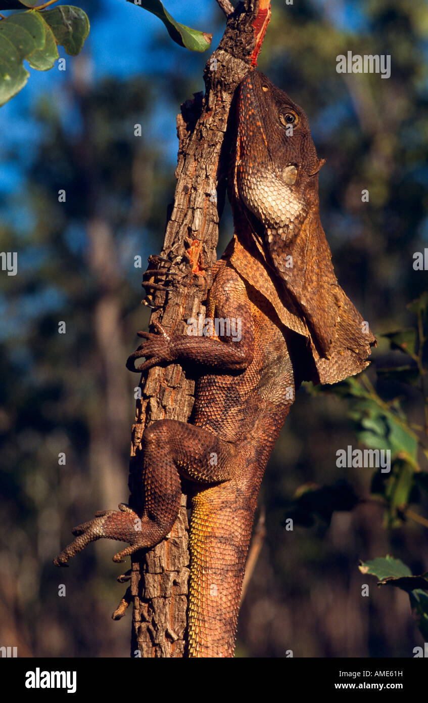 Rüschen-Ausschnitt Eidechse, "Northern Territory" Australien Stockfoto