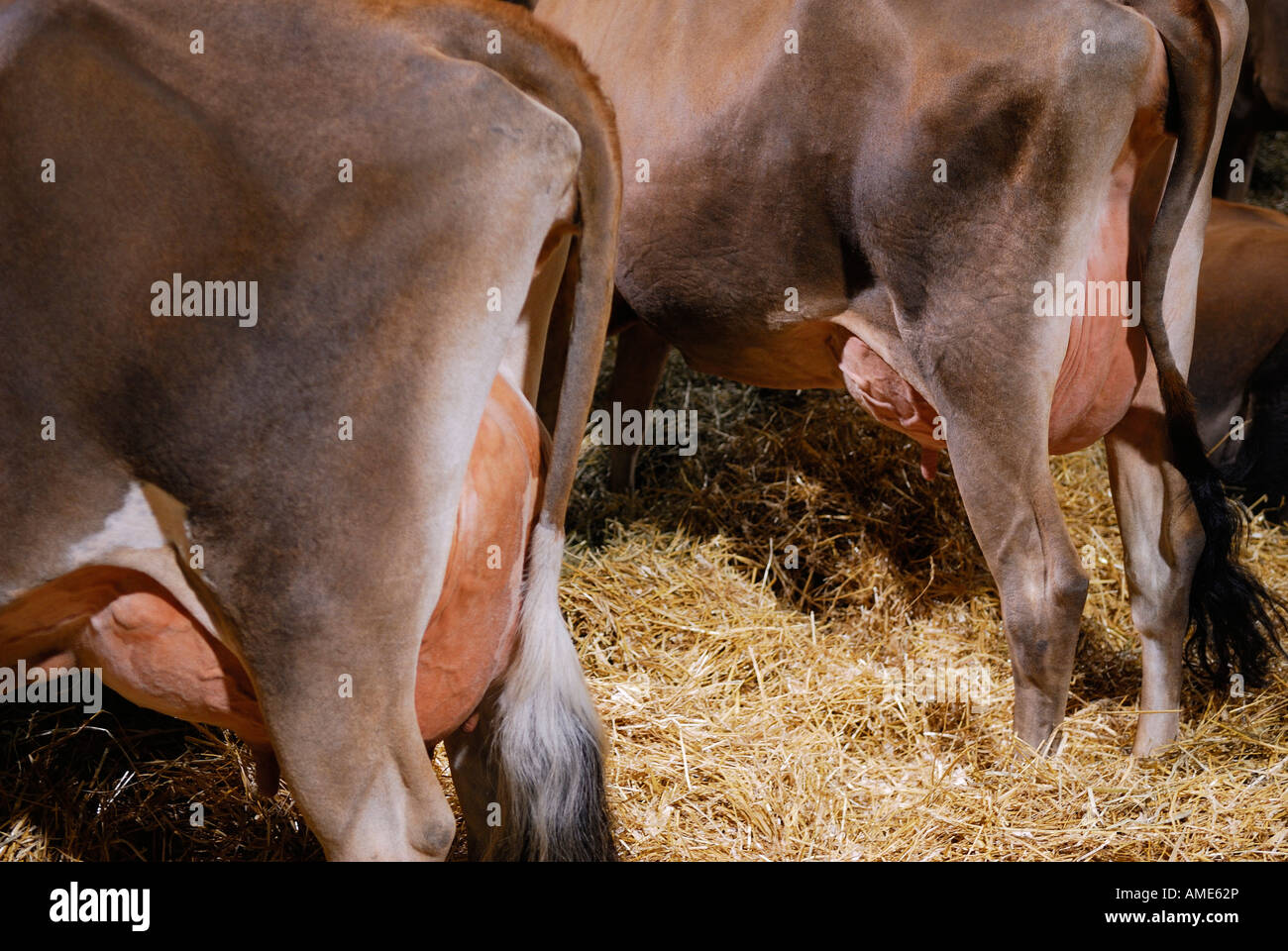 Jersey Kühe im Stall mit vollen Eutern Stockfoto