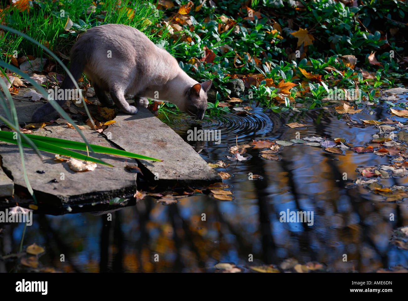 Blue Point Siamesen Haustier Katze trinkt aus einem Teich im Wald im Herbst Toronto Kanada Stockfoto