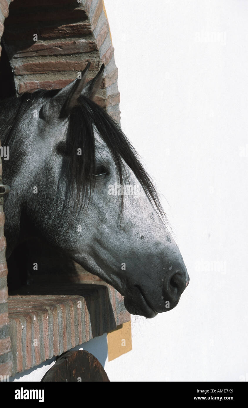 Andalusische Pferd (Equus Przewalskii F. Caballus), Porträt, auf der Suche nach Auspacken, Deutschland Stockfoto