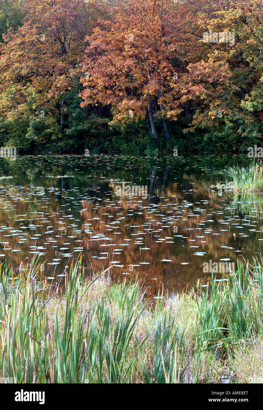Herbst Teich mit Bäumen. Stockfoto